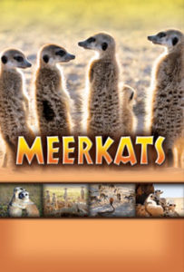 Meercats