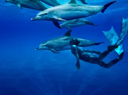 Call of the Dolphins