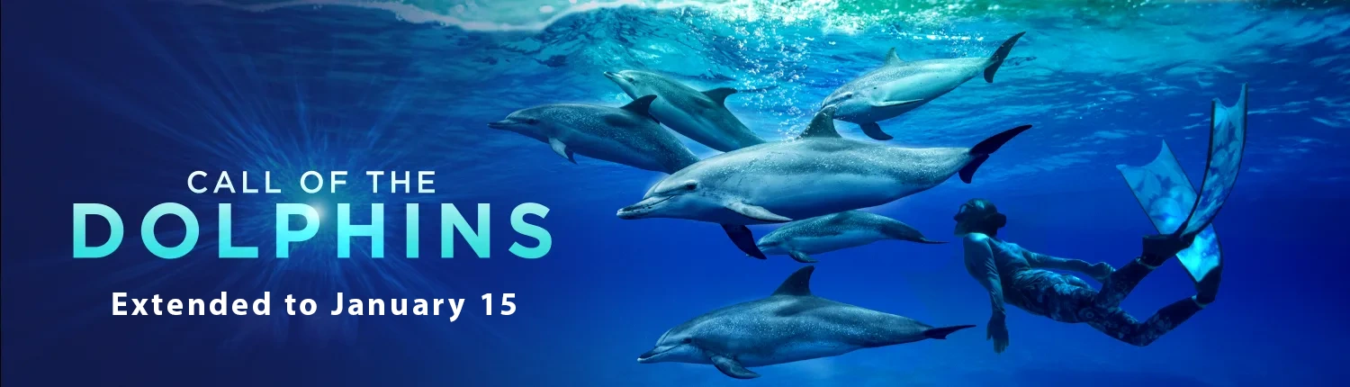 Call_of_the_Dolphins_Jan15