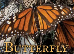 Butterfly Journey