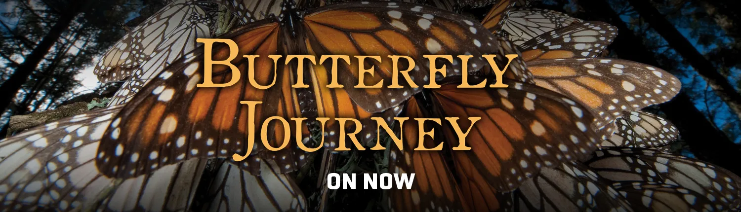 ButterflyJourneyON